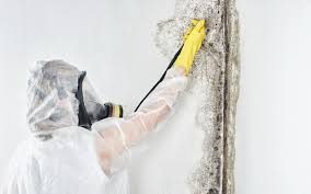 Best Comprehensive Air Testing for Mold Contaminants  in Kasson, MN